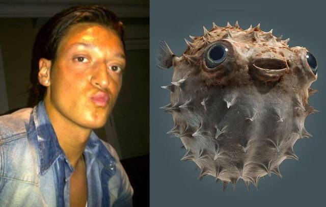 Mesut Ozil & A Fugu Pufferfish