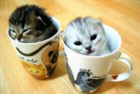 kitten-cup.jpg