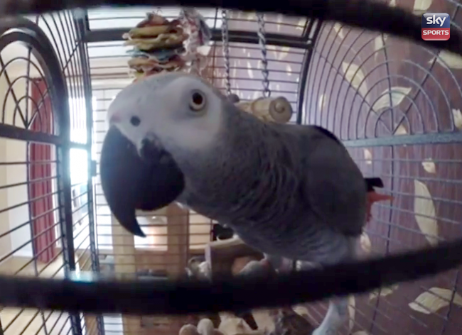harry-parrot