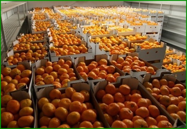 srna-tangerines