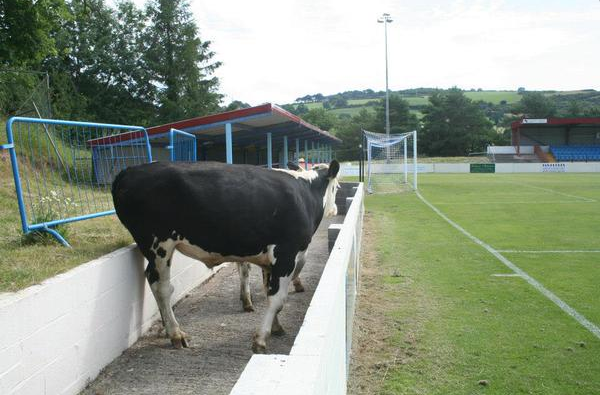 colwyn-cows