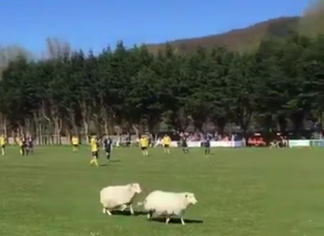 sheep-wales-pitch-invasion1